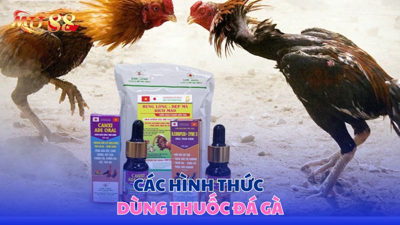 Các hình thức dùng thuốc đá gà